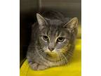 Adopt Sassy 41044 a Domestic Short Hair