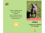 Adopt Frida a Pit Bull Terrier