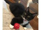 Adopt Gabe a Black & White or Tuxedo Domestic Mediumhair / Mixed (medium coat)