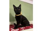 Adopt Eddy a All Black Domestic Shorthair / Mixed (short coat) cat in Columbus