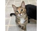 Adopt S'more a Domestic Short Hair