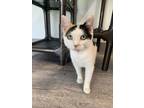 Adopt Blonde Ale a White Domestic Shorthair / Domestic Shorthair / Mixed cat in