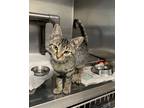 Adopt Stripe a Gray or Blue Domestic Shorthair / Domestic Shorthair / Mixed cat