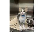 Adopt Explosion a White Domestic Shorthair / Domestic Shorthair / Mixed cat in
