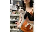 Adopt Bottle Rocket a White Domestic Shorthair / Domestic Shorthair / Mixed cat