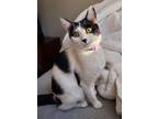 Adopt Ella a All Black Domestic Shorthair / Domestic Shorthair / Mixed cat in