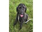 Adopt Mirabel a Standard Poodle