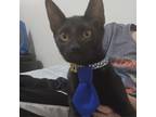 Adopt Lalo a All Black Domestic Shorthair / Mixed cat in San Antonio