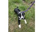 Adopt Katara a Border Collie, Mixed Breed