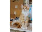 Adopt Austina a Orange or Red Domestic Shorthair / Domestic Shorthair / Mixed