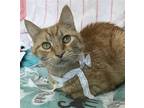 Adopt Simba a Orange or Red Domestic Shorthair / Mixed (short coat) cat in
