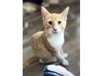 Adopt Travis a Orange or Red Tabby Domestic Shorthair / Mixed cat in Abbeville