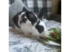 Adopt Pineapple a Other/Unknown / Mixed rabbit in Richmond, CA (38645342)
