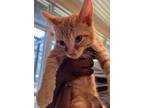 Adopt Goldfish a Orange or Red Tabby Domestic Shorthair / Mixed (short coat) cat