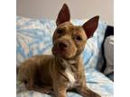 Adopt Dan a Tan/Yellow/Fawn Shar Pei / Terrier (Unknown Type