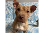 Adopt Jan a Tan/Yellow/Fawn Shar Pei / Terrier (Unknown Type