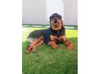 Adopt Choko a Black Rottweiler / Mixed dog in Inglewood, CA (38641294)