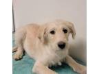 Adopt Poppy Seed a Mixed Breed