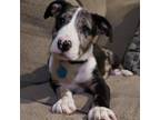 Adopt Sapphire a Gray/Silver/Salt & Pepper - with Black Australian Shepherd /