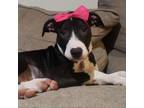 Adopt Onyx a Black Australian Shepherd / Pit Bull Terrier / Mixed dog in