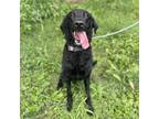 Adopt Curly Whirly a Black Flat-Coated Retriever / Labrador Retriever / Mixed