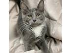 Adopt Mantis a Gray or Blue Domestic Shorthair / Mixed cat in Decorah