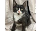 Adopt Gamora a All Black Domestic Shorthair / Mixed cat in Decorah