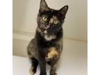 Adopt Callie a All Black Domestic Shorthair / Mixed cat in Decorah