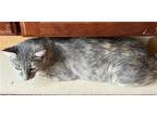 Adopt Momma Mia a Domestic Shorthair / Mixed (short coat) cat in Phoenix