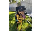 Adopt Hero a Rottweiler / Shepherd (Unknown Type) / Mixed dog in Oceanside