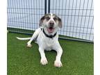 Adopt Finn a Pointer / Hound (Unknown Type) / Mixed dog in Oceanside