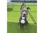 Adopt Chester a American Pit Bull Terrier / Mixed dog in Oceanside
