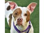 Adopt Quicksand a Tan/Yellow/Fawn American Pit Bull Terrier / Mixed dog in