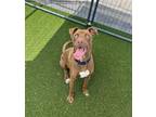 Adopt Henna a Labrador Retriever / Boxer / Mixed dog in Oceanside, CA (38913272)