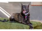 Adopt Tomasa a Australian Kelpie / Belgian Shepherd / Mixed dog in Seattle