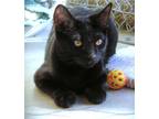 Adopt Kitten Woojin a All Black Domestic Shorthair / Mixed (short coat) cat in