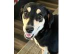 Adopt GYPSY a Tricolor (Tan/Brown & Black & White) Hound (Unknown Type) / Mixed