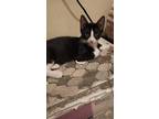 Adopt Milky Way a Black & White or Tuxedo Domestic Shorthair / Mixed (short