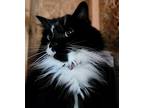 Adopt Lizbeth a Black & White or Tuxedo Domestic Longhair / Mixed (long coat)