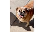 Adopt Barney a Tan/Yellow/Fawn Pug / Beagle / Mixed dog in Mount Laurel