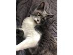 Adopt Paulie a Gray or Blue (Mostly) Domestic Shorthair / Mixed (short coat) cat