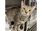 Adopt Mayra a Domestic Short Hair