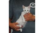 Adopt Melody a White Domestic Shorthair (short coat) cat in Parsons