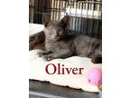 Adopt Oliver (FCID # 08/03/2023- 160) a Gray or Blue Domestic Shorthair / Mixed