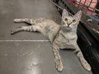 Adopt Marianah a Brown Tabby Tabby (short coat) cat in Las Vegas, NV (38677504)