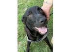 Adopt Buddy a Black Labrador Retriever / Mixed dog in Washington Crossing