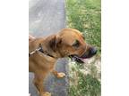 Adopt Loki a Brown/Chocolate Mastiff / Rottweiler dog in Greenwood
