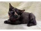 Adopt BETTY LOU a Domestic Short Hair