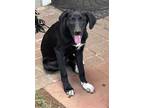 Adopt Baylor Lonestar a Black - with White Labrador Retriever / Mixed dog in