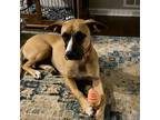 Adopt Rosie Posie a Red/Golden/Orange/Chestnut Black Mouth Cur dog in Duluth